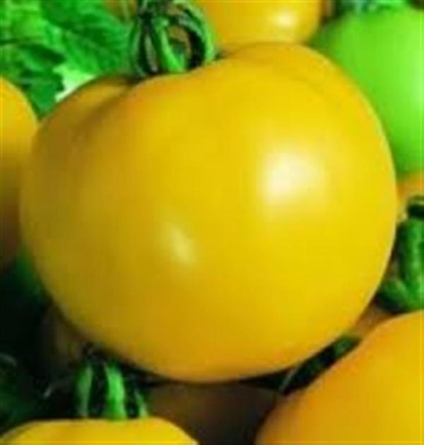Golden Sunray yellow salad tomato 20 seeds
